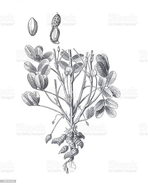 Peanut Peanut Plant Hand Drawn Vintage Food Illustration Stock