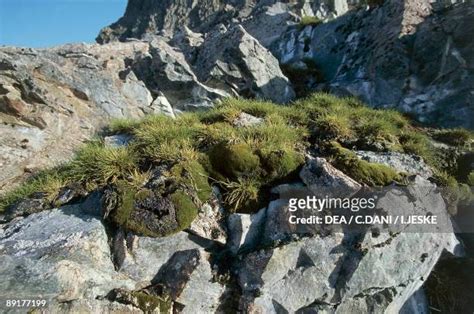 Antarctic Hair Grass Photos And Premium High Res Pictures Getty Images