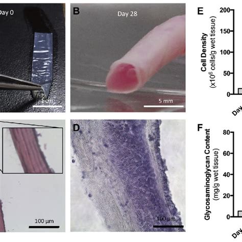 Extracellular Matrix Ecm Scaffold Characteristics Laminated