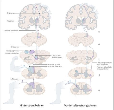 Spinale Leitungsbahnen Und Reflexe Flashcards Quizlet
