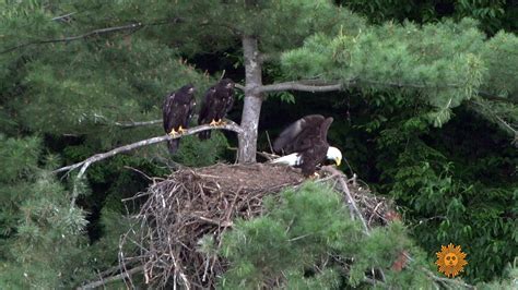 Watch Sunday Morning Nature Bald Eaglets Full Show On Cbs