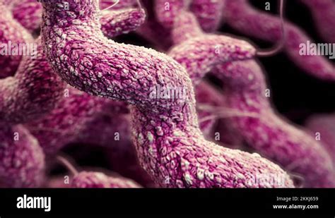 Salmonella Typhimurium Stock Videos And Footage Hd And 4k Video Clips