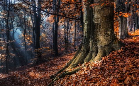 Nature Trees Autumn Forest Foliage Hd Wallpaper Pxfuel