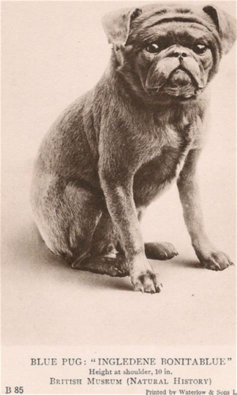 Pug history