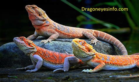 Bearded Dragon Colors