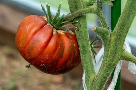 Tomate Vegetal Produzir Foto Gratuita No Pixabay Pixabay