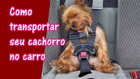 Como Transportar Cachorro E Gato Em Carro Petcarol Youtube