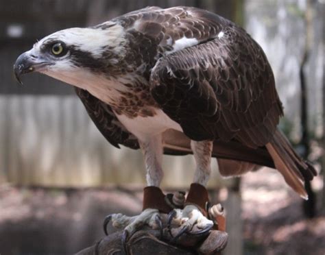 Osprey - Territory Wildlife Park