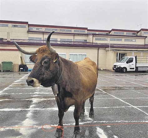 La Caca De La Vaca Volver A Repartir Suerte En A Mezquita