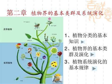 植物的类群及演化word文档在线阅读与下载免费文档