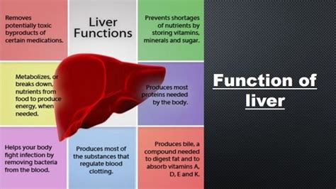 Functions Of Liver Bioscience Notes