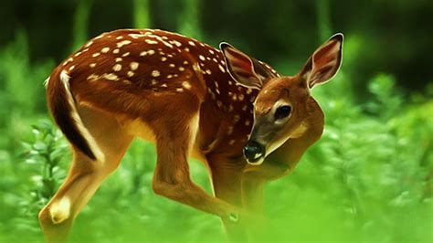 Deer Beautiful Hd Wallpaper 03482 Wallpapers13