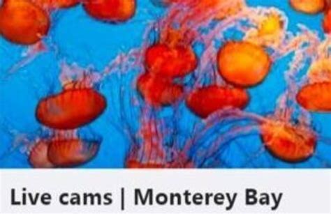 Monterey Bay Aquarium Live Cam Deep Dive and Directed Draw - California ...