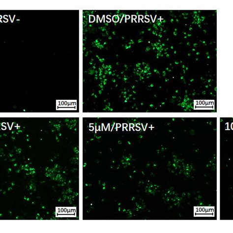 KRIBB3 Blocked Viral Protein Expression And Reduced Viral DsRNA