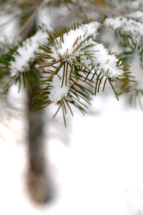 Pine Needles With Snow And Snowflakes Frozen On Them Stock Image