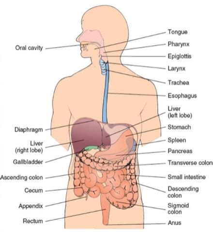 Essentials Lec GI Bowel Elimination Exam 3 Flashcards Quizlet