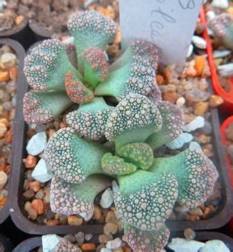 Mg Titanopsis Calcarea Cactus Shop