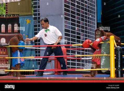 Thailand Bangkok Monkey Boxing in Safari World Stock Photo - Alamy