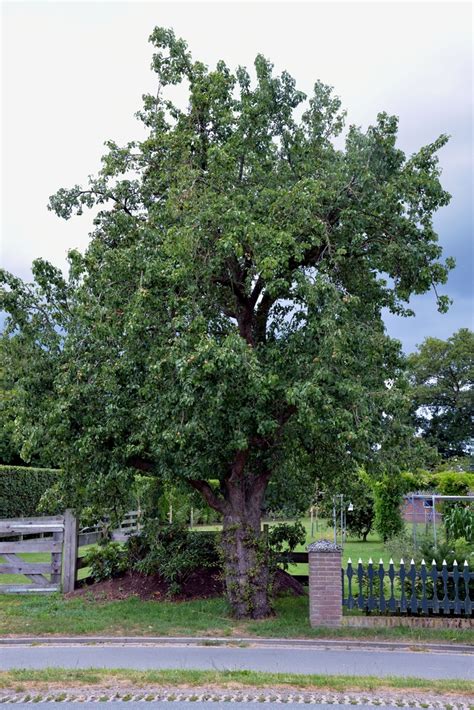 Pyrus communis (Common Pear, European Pear, Pear, Pears) | North ...