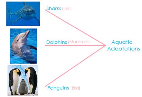 Understanding Biology: Evolution: Divergence, Parallelism, and Convergence