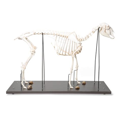 Sheep Skeleton (Ovis Aries) | Sheep Skeleton Real Bones Model