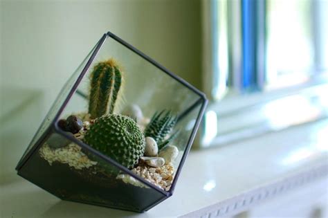 How To Grow Cactus Plants From Seed Bbc Gardeners World Magazine