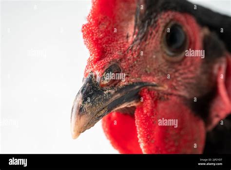close up black australorp rooster on isolated white background Stock ...