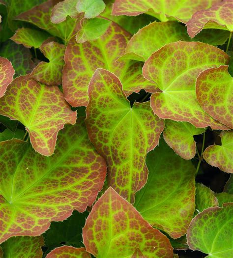 Horny Goat Weed For Male Fertility Supplements For Male Fertility Give Legacy