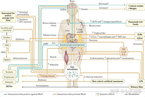 深度解读 饮食肠道菌群与健康 知乎