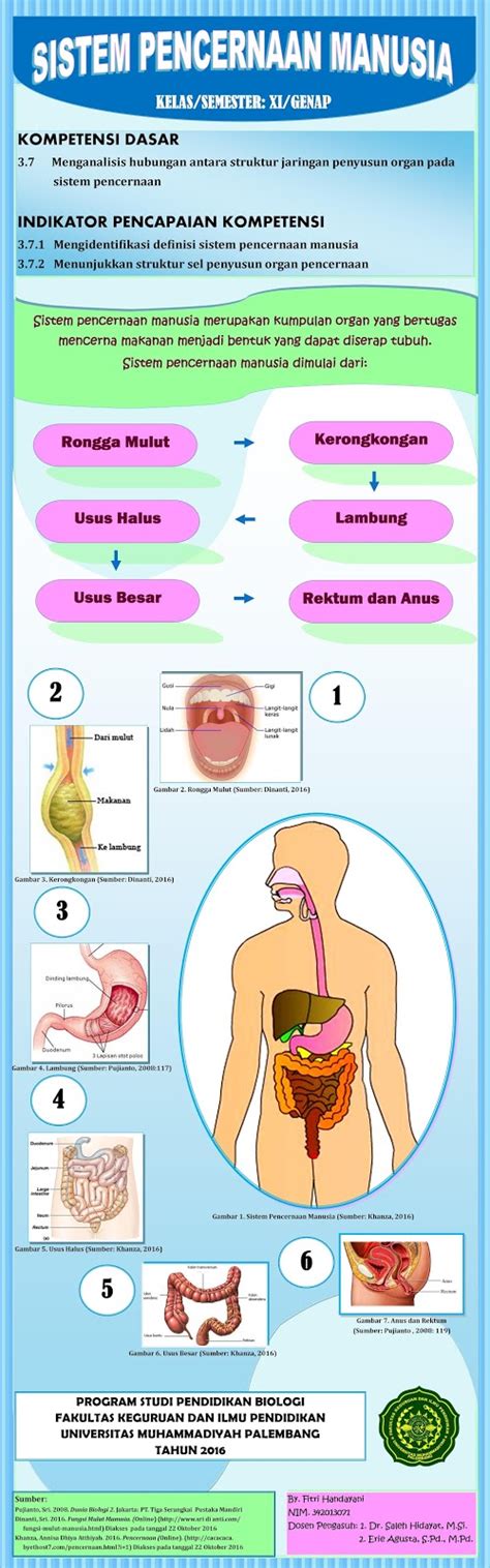 Membuat Poster Sistem Pencernaan Manusia Amat