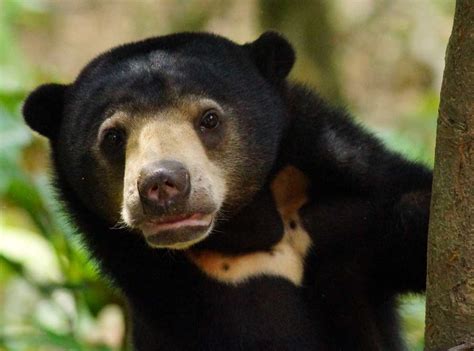 Malayan Sun Bear Bile Trade Threatens The Worlds Smallest Bear