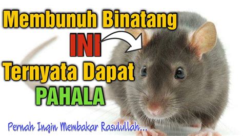 Rahasia Tikus Dalam Islam Benarkah Mencelakai Rasulullah Youtube