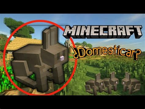 C Mo Domesticar Un Conejo En Minecraft Mcpe Addons Youtube