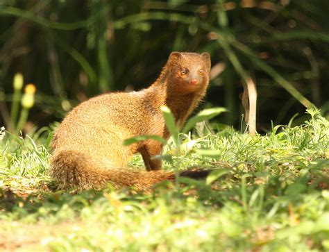 Slender Mongoose – BirdLife eThekwini KZN