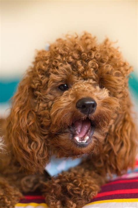 How To Train Toy Poodle Not To Bark