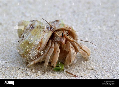 Einsiedlerkrebs Am Strand Von Ukulhas Malediven Stockfotografie Alamy