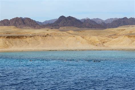 Snorkeling Tourists In Ras Muhammad National Park Stock Photo Image