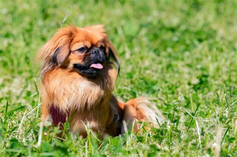 Premium Photo Pekingese Portrait Of A Happy Dog In The Grass On A