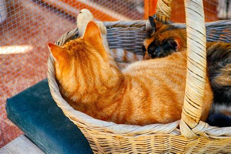 Two Cats Sleeping In The Basket Stock Image Image Of Back View