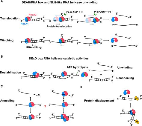 Molecular Functions Of Rna Helicases During Ribosomal Subunit Assembly