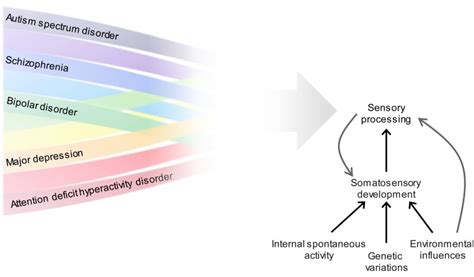 Multisensory Cortical Processing And Dysfunction Across The