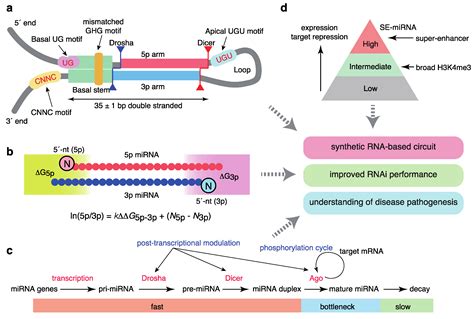 IJMS Free Full Text Systems And Synthetic MicroRNA Biology From