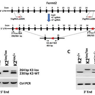 Generation Of The Fermt2 Floxed Mouse A Genomic Structure Of The