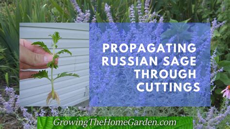 How To Propagate Russian Sage Through Cuttings