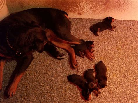 1 Week Old Today German Rottweiler Puppies Black And Mahogany Tails