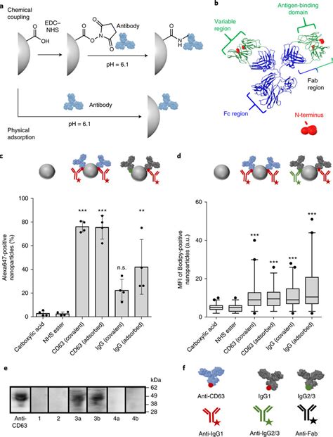 Synthesis And Characterization Of Antibody Functionalized Download