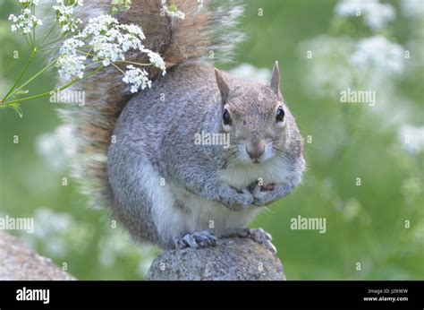 Squirrel looks cute Stock Photo - Alamy