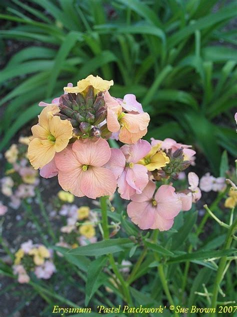 PlantFiles Pictures Erysimum Perennial Wallflower Pastel Patchwork