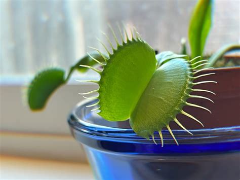 Venus Flytrap Care Tips And Resources TulsaKids Magazine, 43% OFF