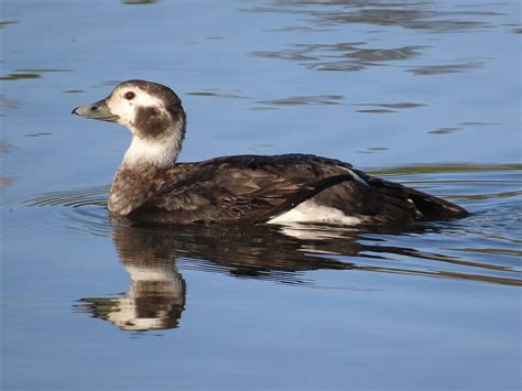 Tuesday 2nd May 2023 Cornwall Birds CBWPS